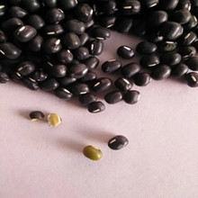 黑绿豆种子