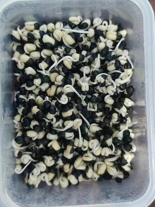 黑绿豆种子