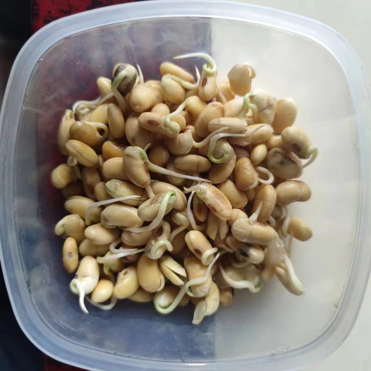 大豆种子发芽率试验